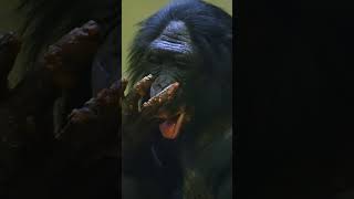 Top Animals With The Most Complex Emotions #animal  #animals  #nature