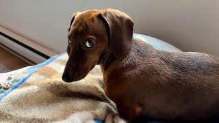 Mini dachshund forever side eyeing