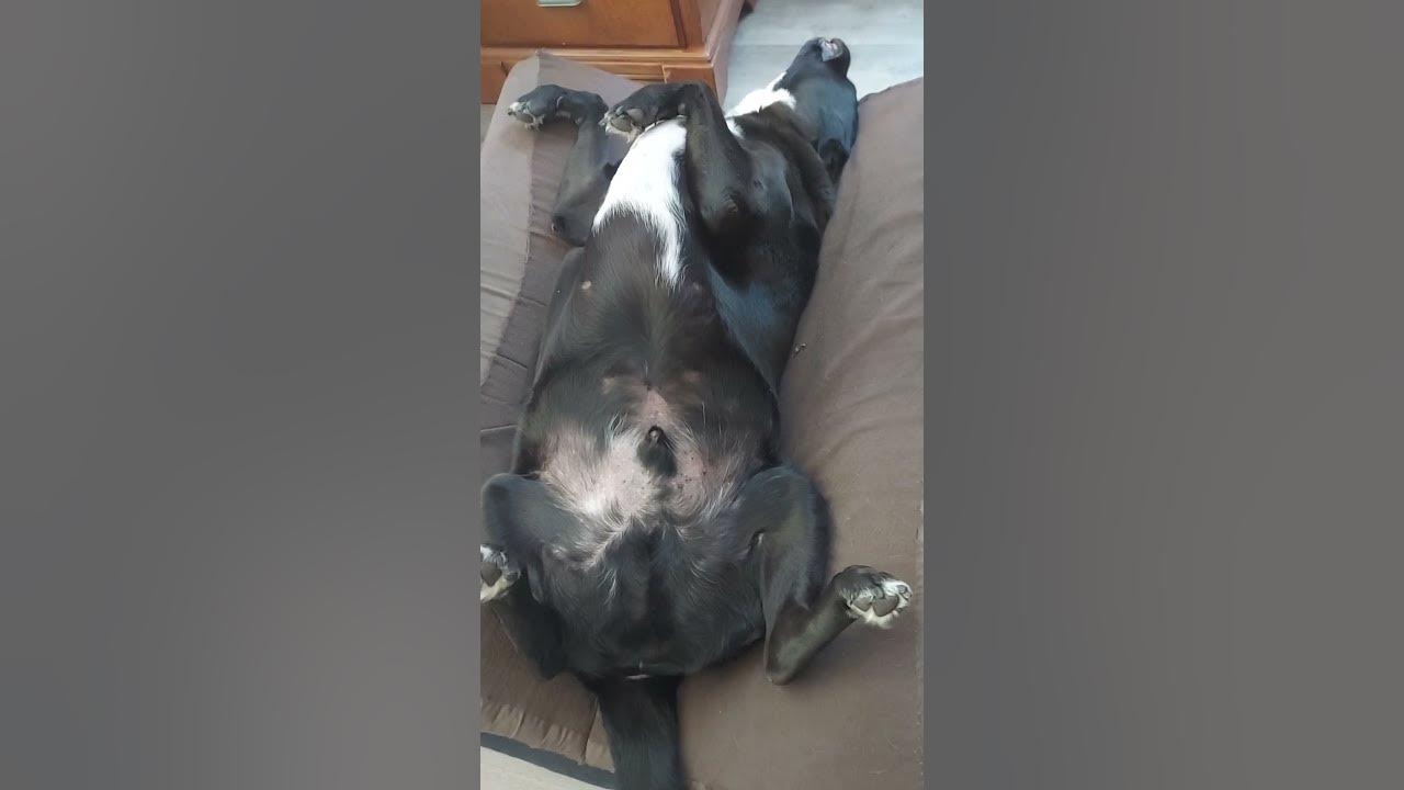 Dog sleeping on back. dog YouTube