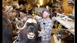 Northlandia: From fur to fins, common to bizarre, Tony's Trading Post wants your taxidermy