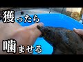 罠を仕掛けて【すっぽん】を獲る!指を噛ませた結果がヤバイ