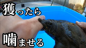 すっぽんデカイ