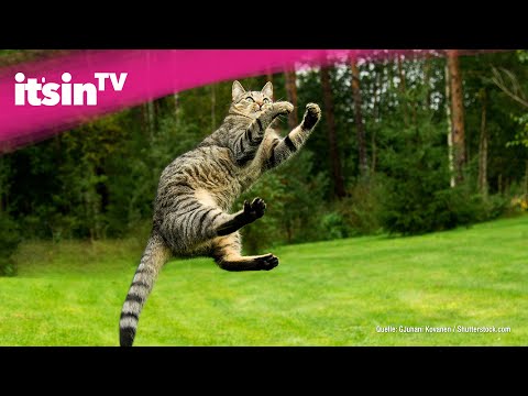 Video: Wie Eine Katze Immer Auf Die Pfoten Fällt