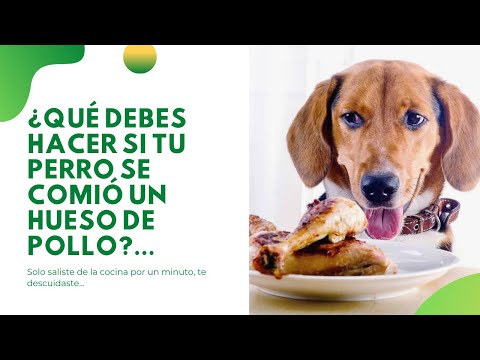 Video: Tumores desagradables en perros