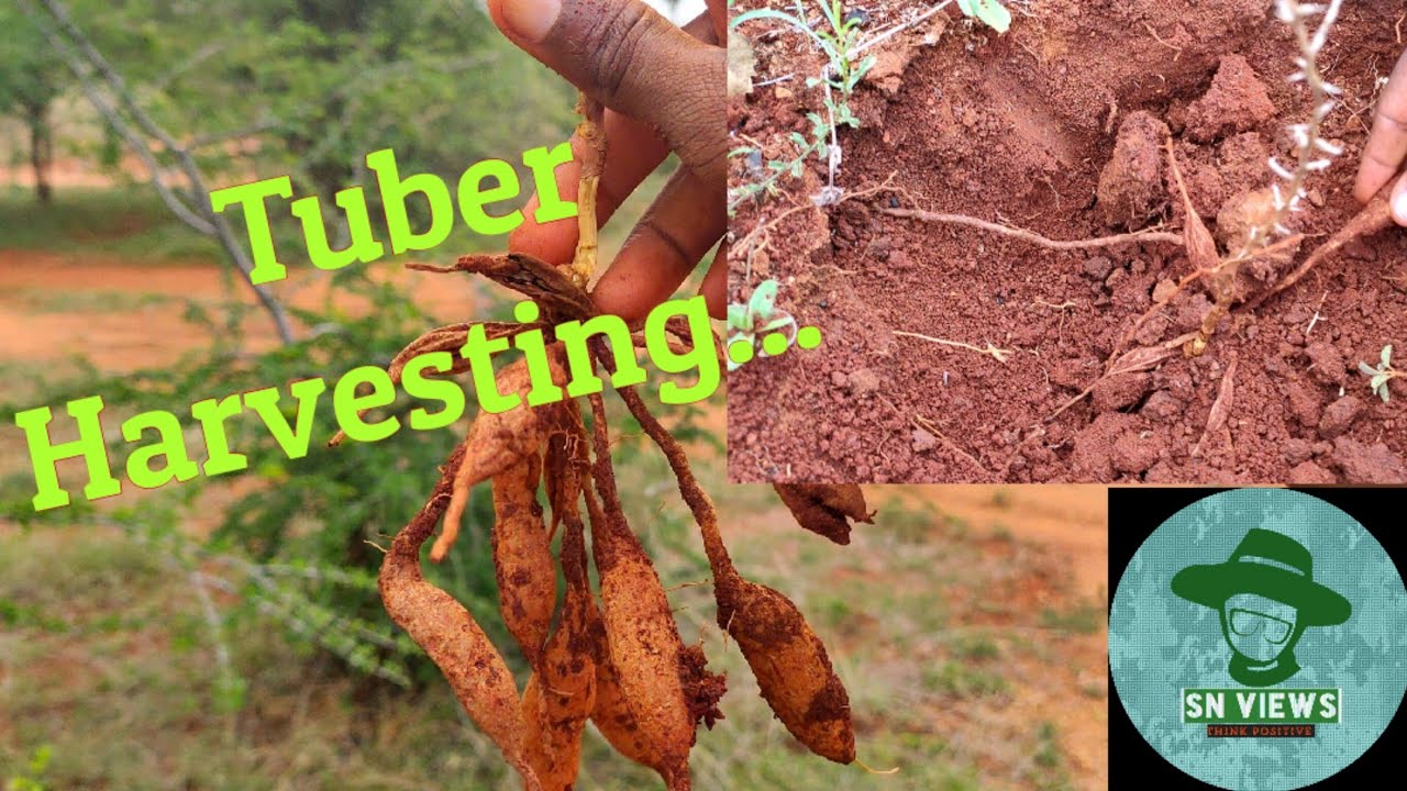 #TuberHarvesting