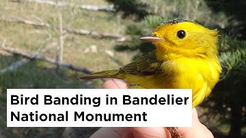 Bird Banding in Bandelier National Monument