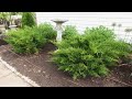 Garden Chores | Cutting back Tulips & Alliums | Weeding| Planting Some Annuals | Gardenaddictz