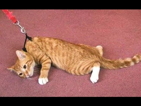 Funny Cats Refusing To Walk Like Dogs - Try Not To Laugh [BEST OF]