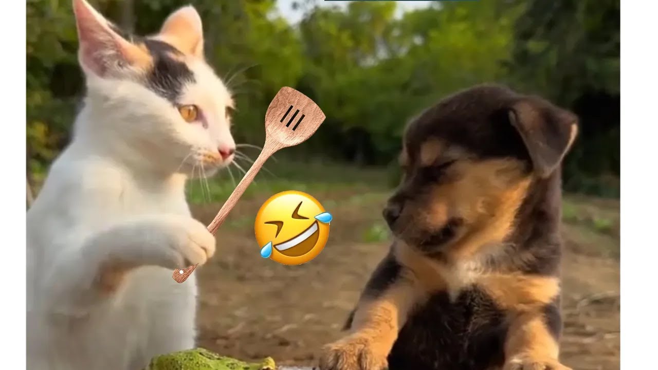 Funniest Cats And Dogs Videos ๐ - Best Funny Animal Videos 2024 ๐ฅฐ#9 ...