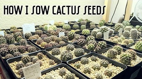 Thumbnail of A lazy way to grow cactus from seed | Episode 1: How I sow cactus seeds