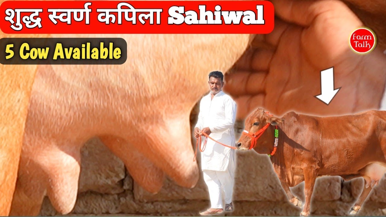 दुर्लभ शुद्ध स्वर्ण कपिला & Pure Sahiwal Cow 🤟 ध्यानचंद डेयरी फार्म Sahiwal Cow Best for Breeding 