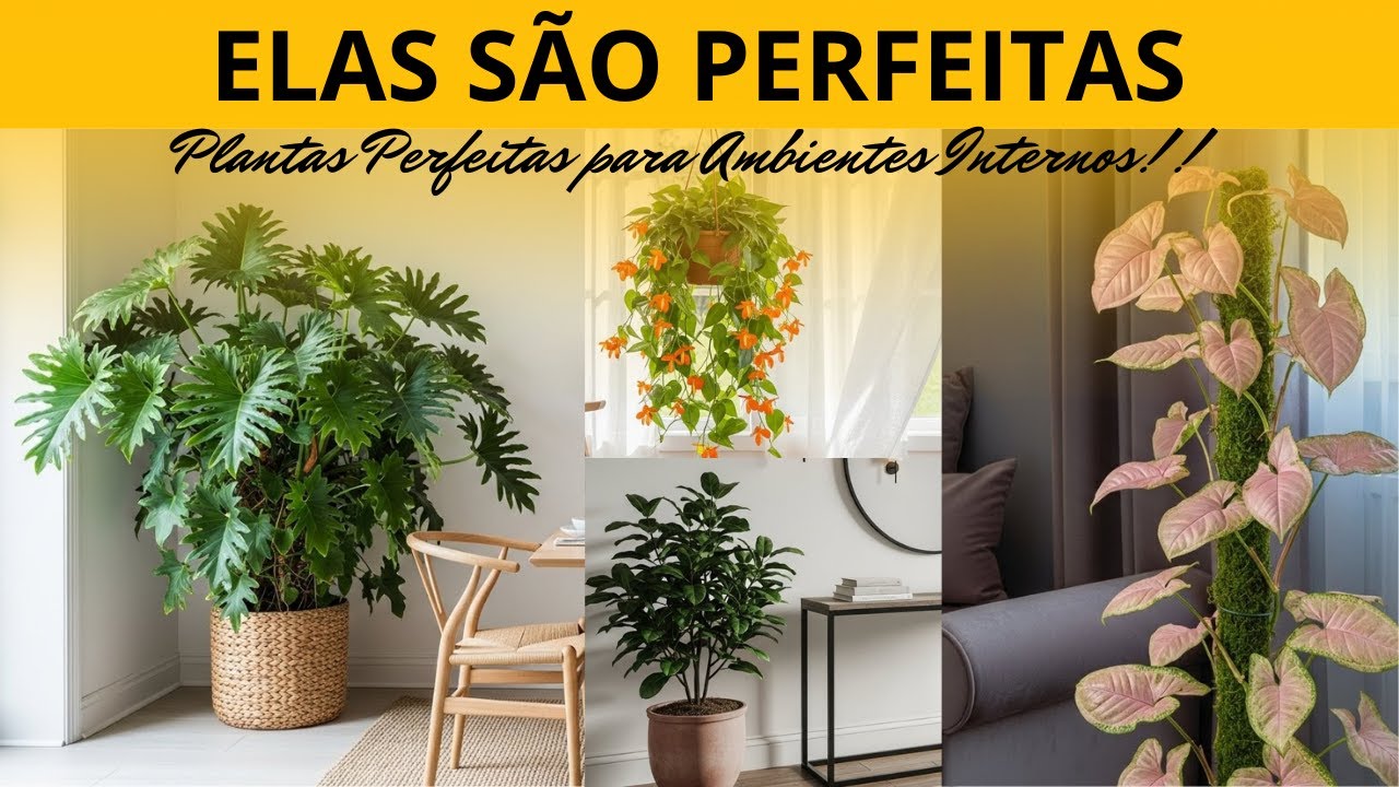13 Plantas para Ambientes Internos que Sobrevivem com Pouca Luz