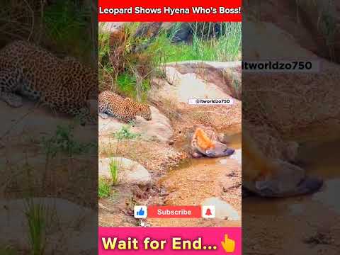 Leopard vs Hyena...#animals #facts #shorts