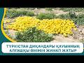 Түркістан диқандары қауынның алғашқы өнімін жинап жатыр