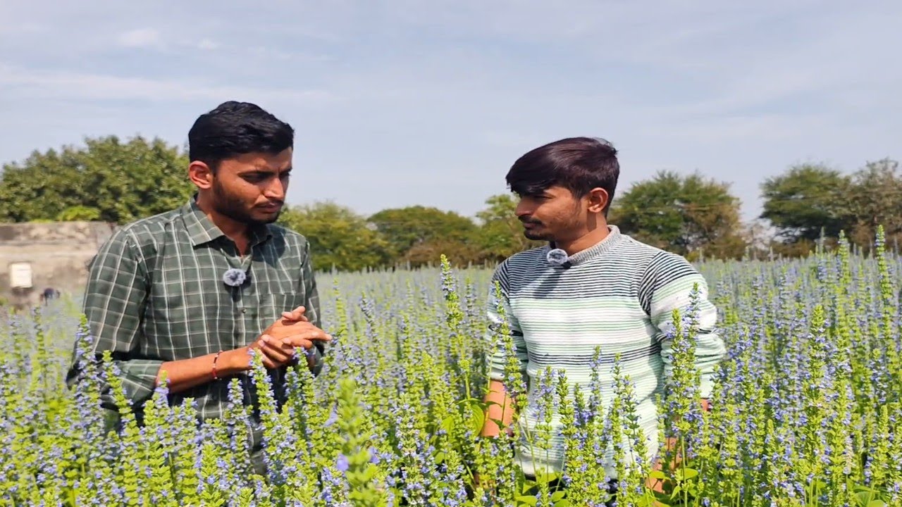 ગુજરાત માં પ્રથમ વખત ચીયા સિડ