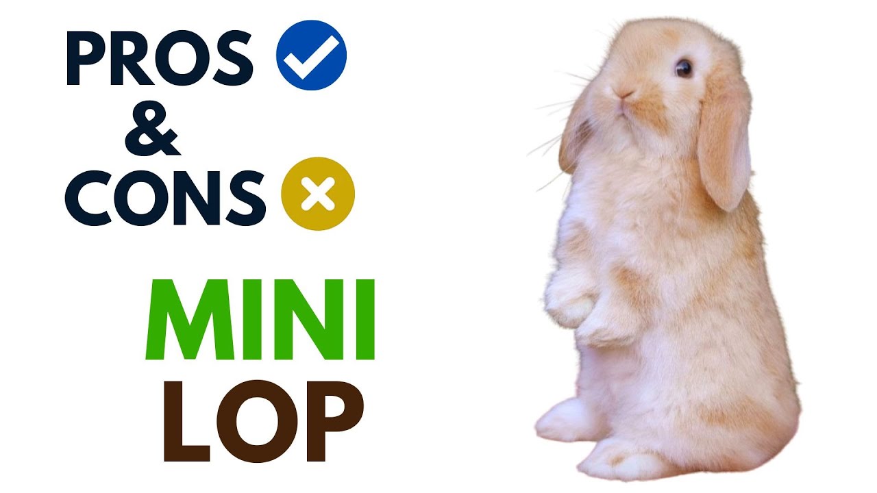 Плюсы и минусы кроликов породы Мини-лоп | Преимущества и недостатки кроликов породы Мини-лоп