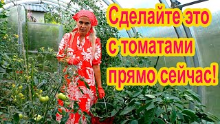 Пора удалять нижние листья томатов!