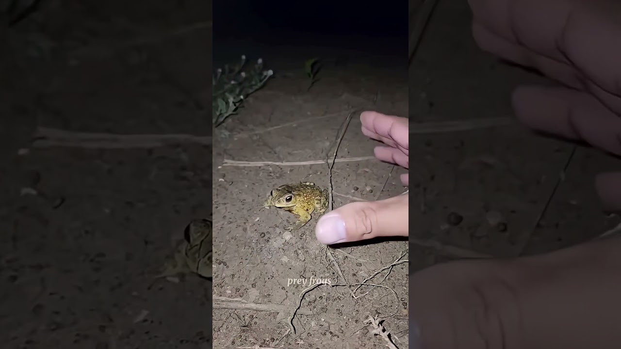 Catch big frogs funny | Try don't laugh |wepwep catching frogs make you laugh