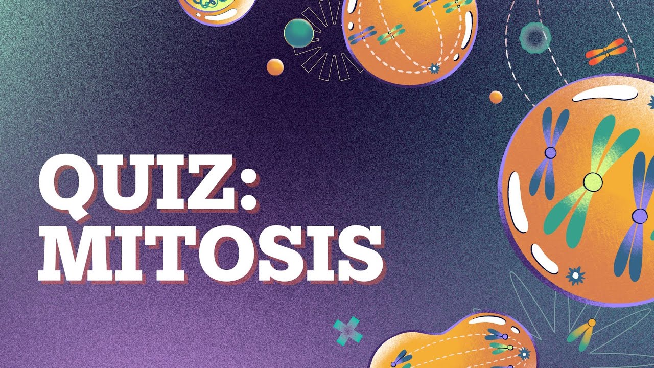 Викторина: Митоз