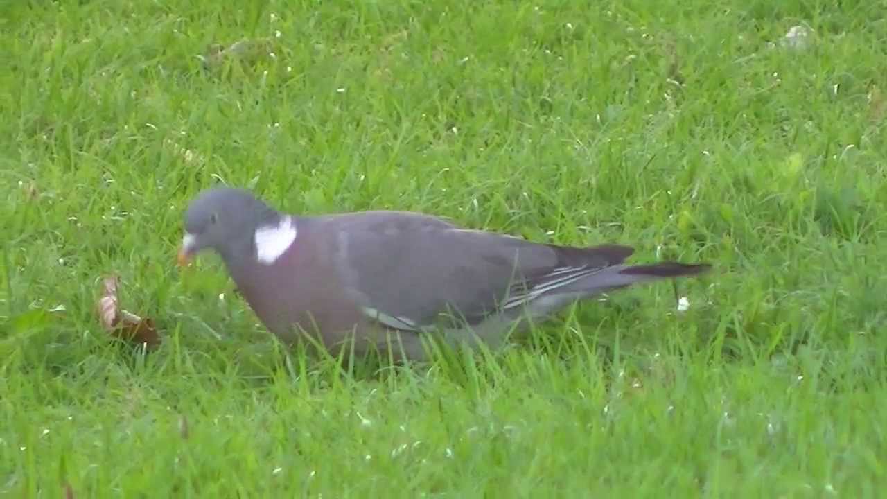 Wood Pigeons (Columba palumbus) feeding in grass Wales, U.K. YouTube