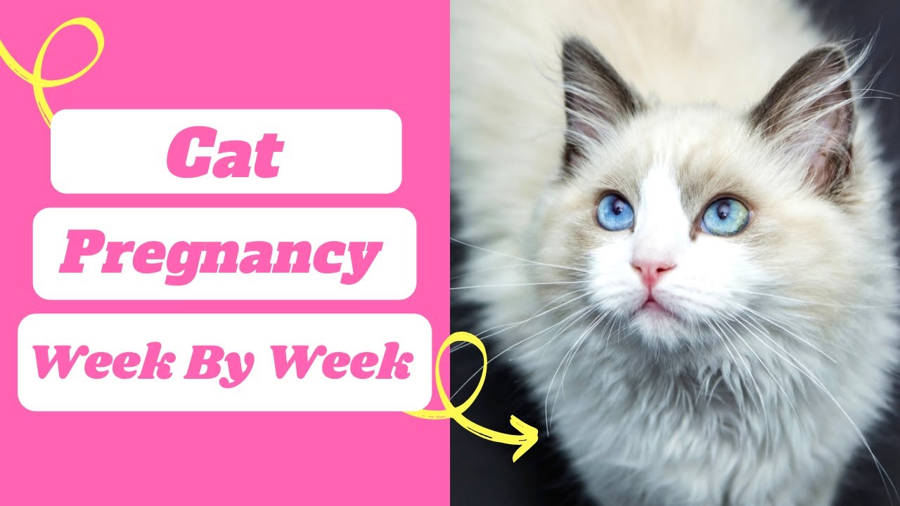 Cat Pregnancy week by week timeline with pictures ! cat pregnancy