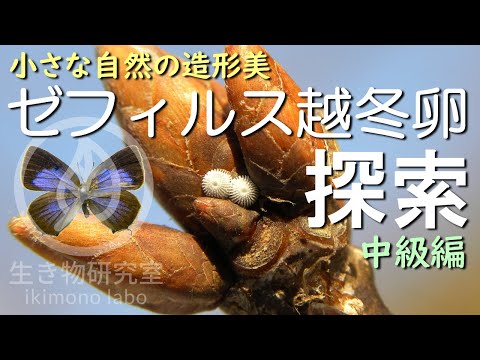 小さな自然の造形美】ゼフィルス越冬卵探索～中級編～ - YouTube