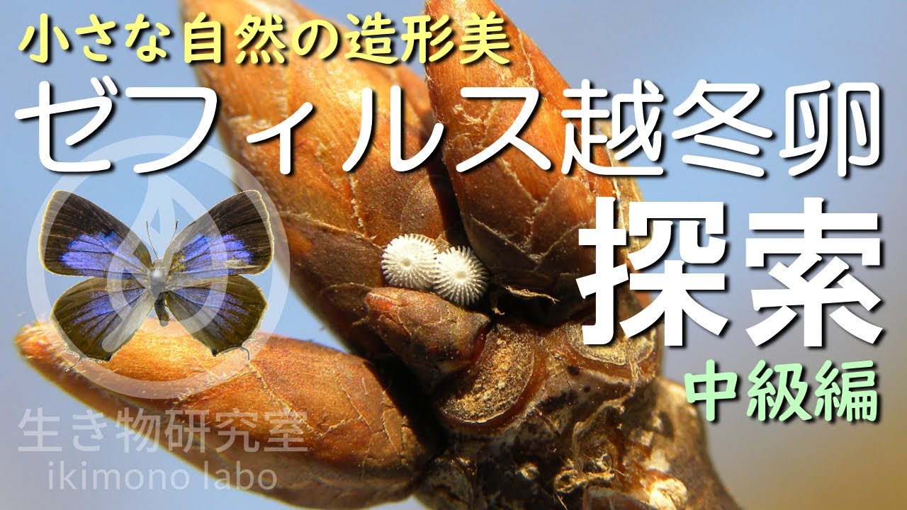 小さな自然の造形美】ゼフィルス越冬卵探索～中級編～ - YouTube
