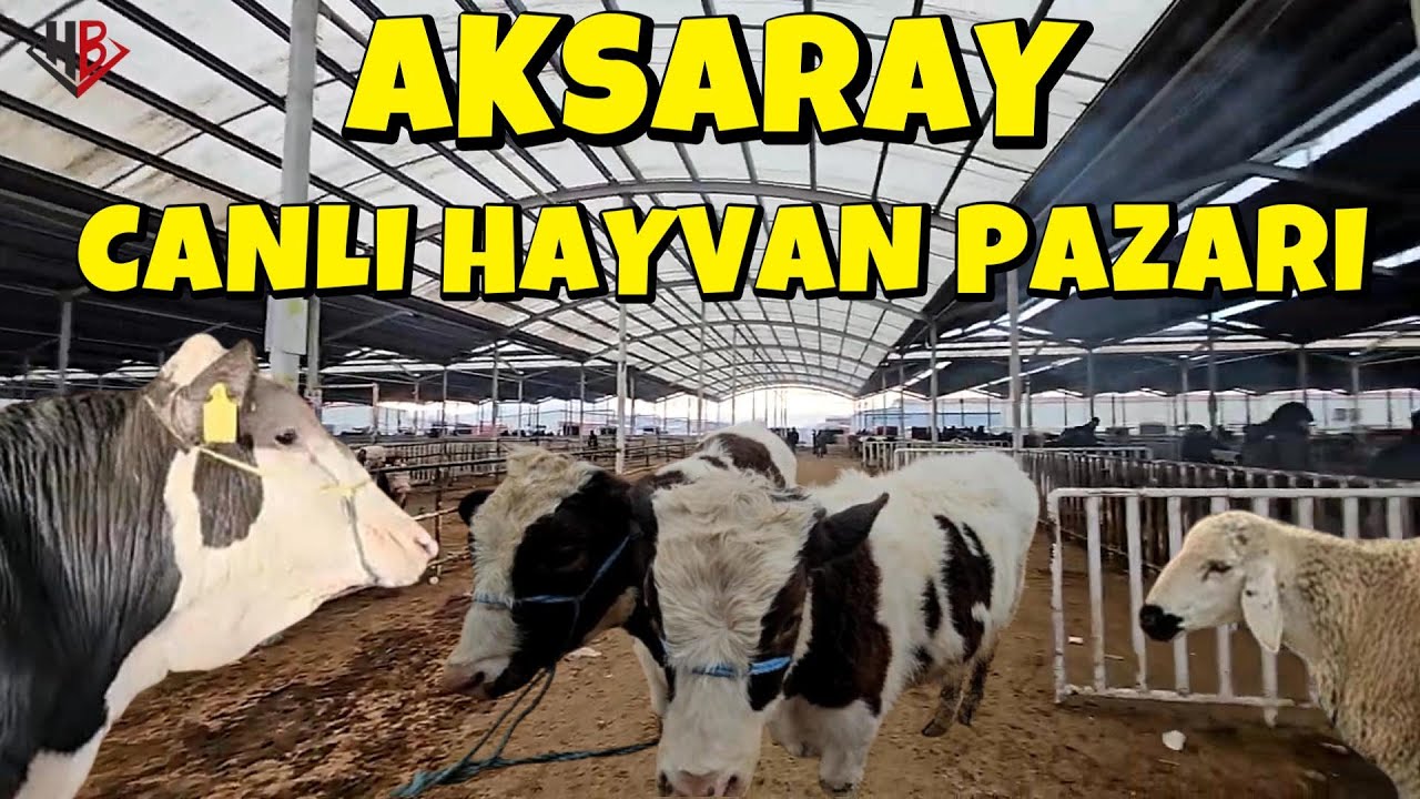 AKSARAY CANLI HAYVAN PAZARI