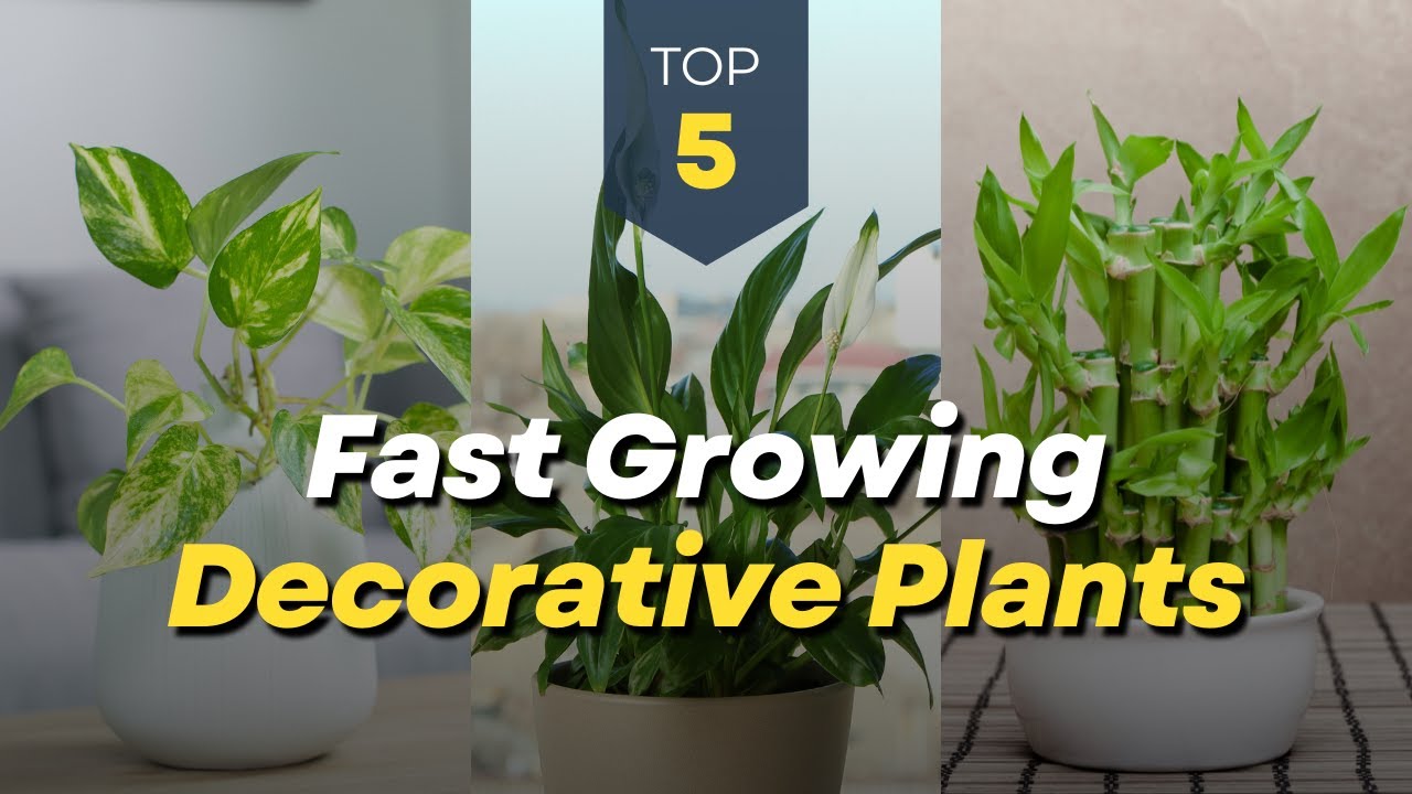 TOP 5 Fast Growing Decorative Plants for Your Home and Garden 🪴🌿 Indoor