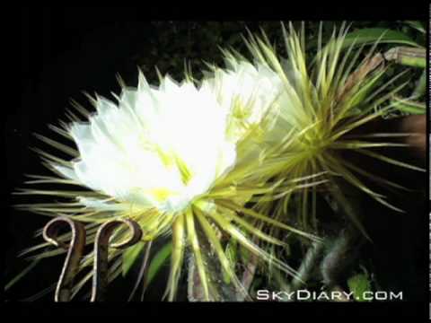 Night-Blooming Cereus Cactus Flower Time-Lapse