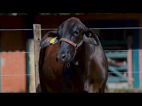 Lote 25 - 1376CF