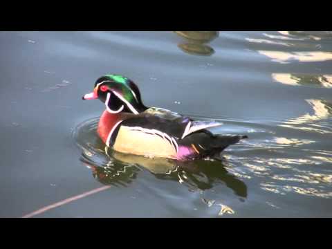 Wood Ducks in HD