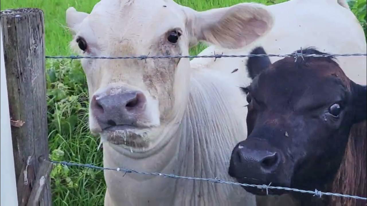 BABY COWS EATING TORTILLAS LITTLE CALF BABIES BEHIND MY HOUSE LIFE IN FLORIDA YouTube