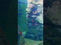 Underwater Ambience to Relax/Study To | San Diego Zoo ZOOthing Tunes Lofi