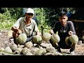 BERBURU😲 PENCARIAN BUAH DURIAN HUTAN DI MUSIM BUAH MASAK