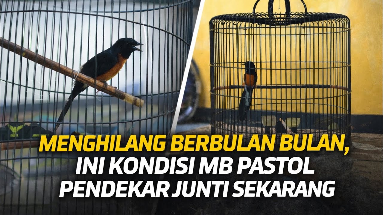 Murai Batu Pendekar Junti Akhirnya Akan Segera Muncul Kembali Kepermukaan