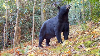 Huge bear sauntering through Haywood Knolls.