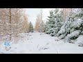 Snow Walk in Winter Forest Relaxing Snow Calming Snow Walk sound 4K