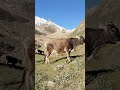 हिमाली छेत्र #himalayan #trip
