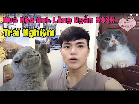 Video: Cách Mua Mèo Con Anh