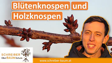 Wie unterscheiden sich Blütenknospen und Blattknospen?