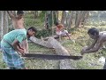 Hard Worker 2 Men Cutting a Huge Long Tree by Hand Blade in Traditional Way at Rural Village BD-Asia