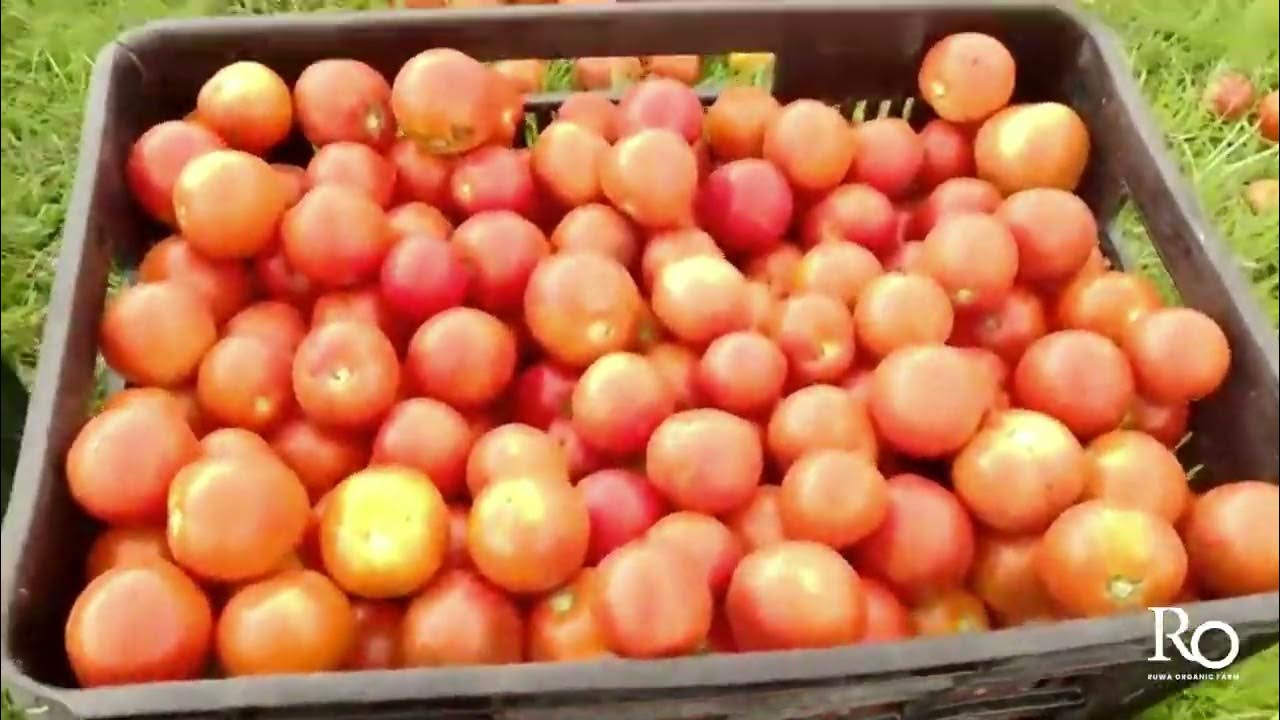 Growing organic tomatoes. Do chickens eat tomatoes Grow your own organic food Living off the