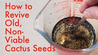 How To Germinate Old, Non-Viable Cactus Seeds