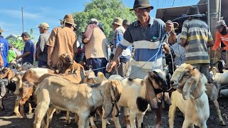 2 EKOR 1.650 RIBU‼️KAMBING JANTAN HARGA MURAH | Pasar Kerek