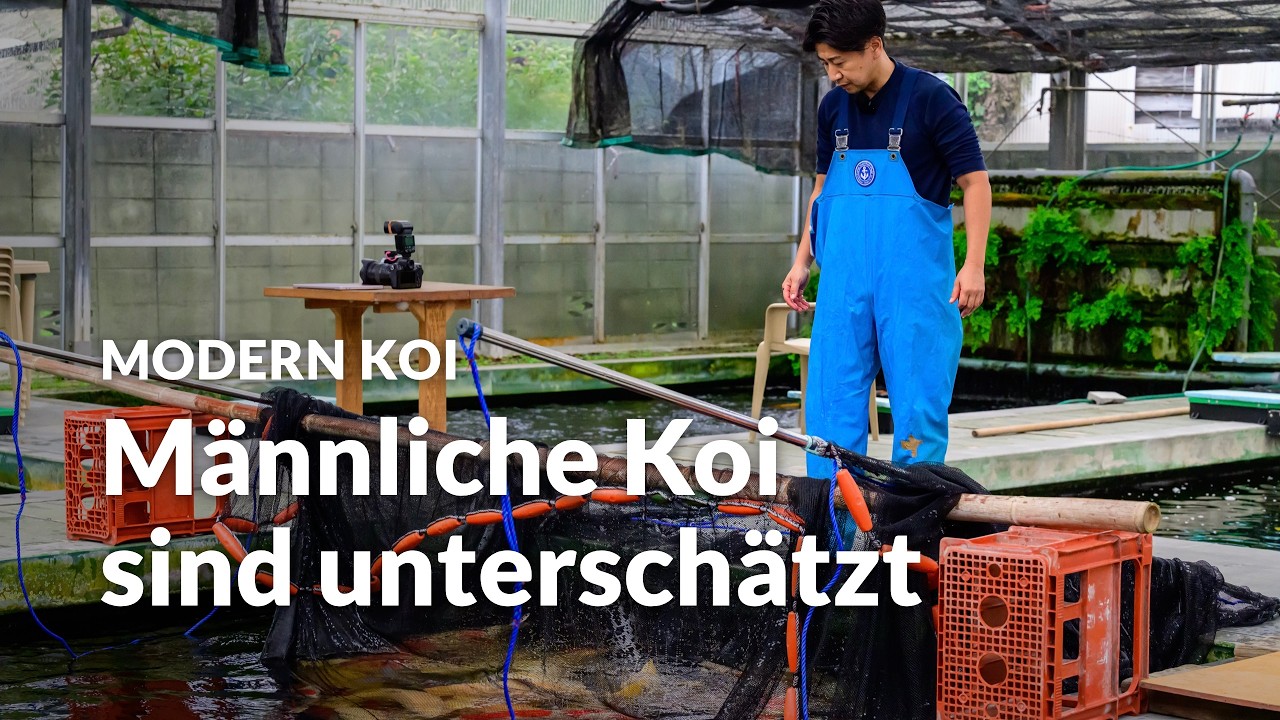 Konishi Live: Koi aus der Glashausaufzucht und Koi für das Hiroshima Castle | Modern Koi Blog #8397