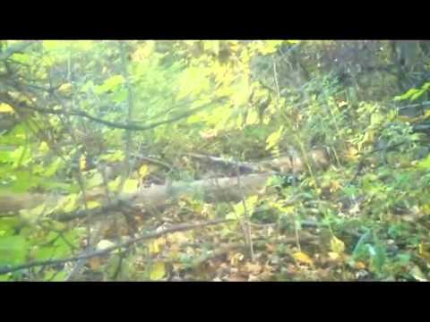 Michigan Metal Detecting Woods Hunt October 17th 2...