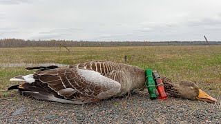 Охота на серого гуся в Беларуси с духовым манком.