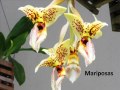 Orquídeas de curiosas formas 04 /01/ 15