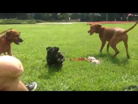 Vizsla, pit &